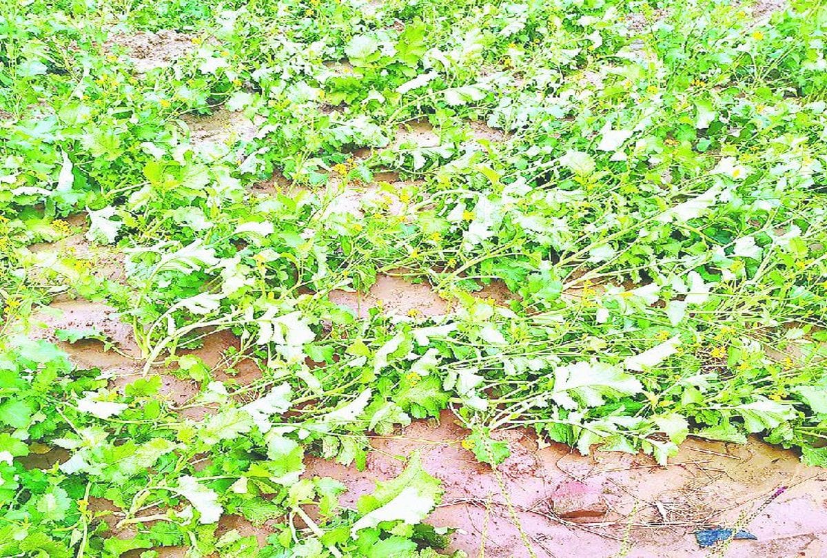 potato crop damage due to rain and hail in agra