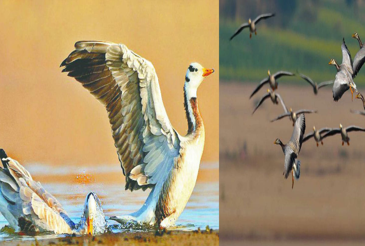 Bar Headed Goose Bird Reached Chambal Sanctuary Agra
