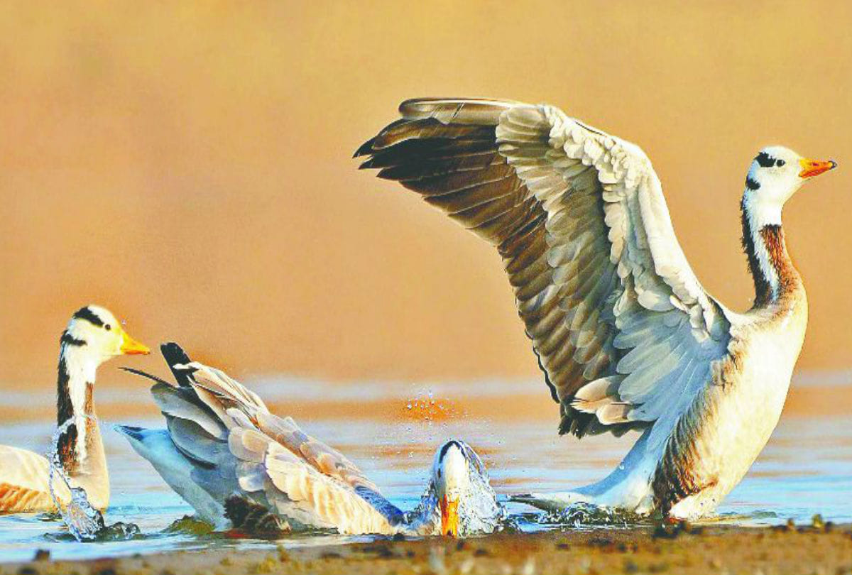 Bar Headed Goose Bird Reached Chambal Sanctuary Agra