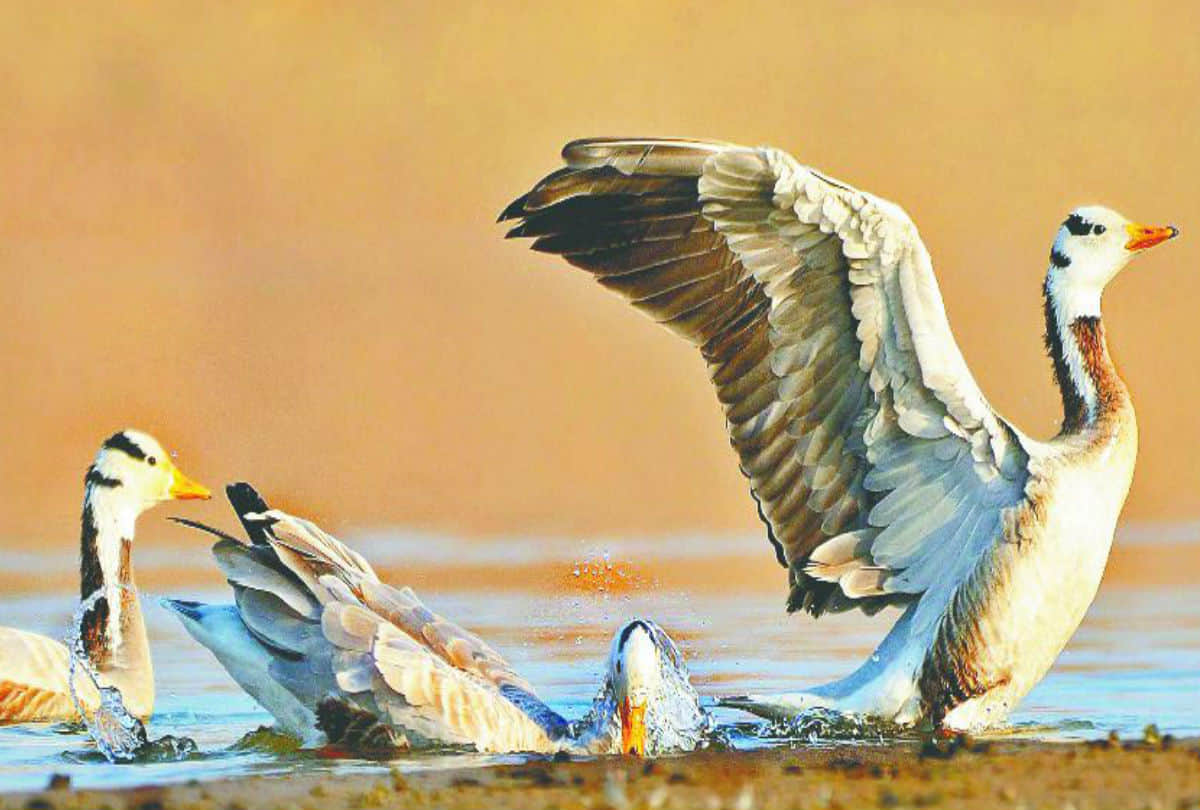 World Migratory Birds Day: Flamingo Birds Stay In Mathura Till Eight Months
