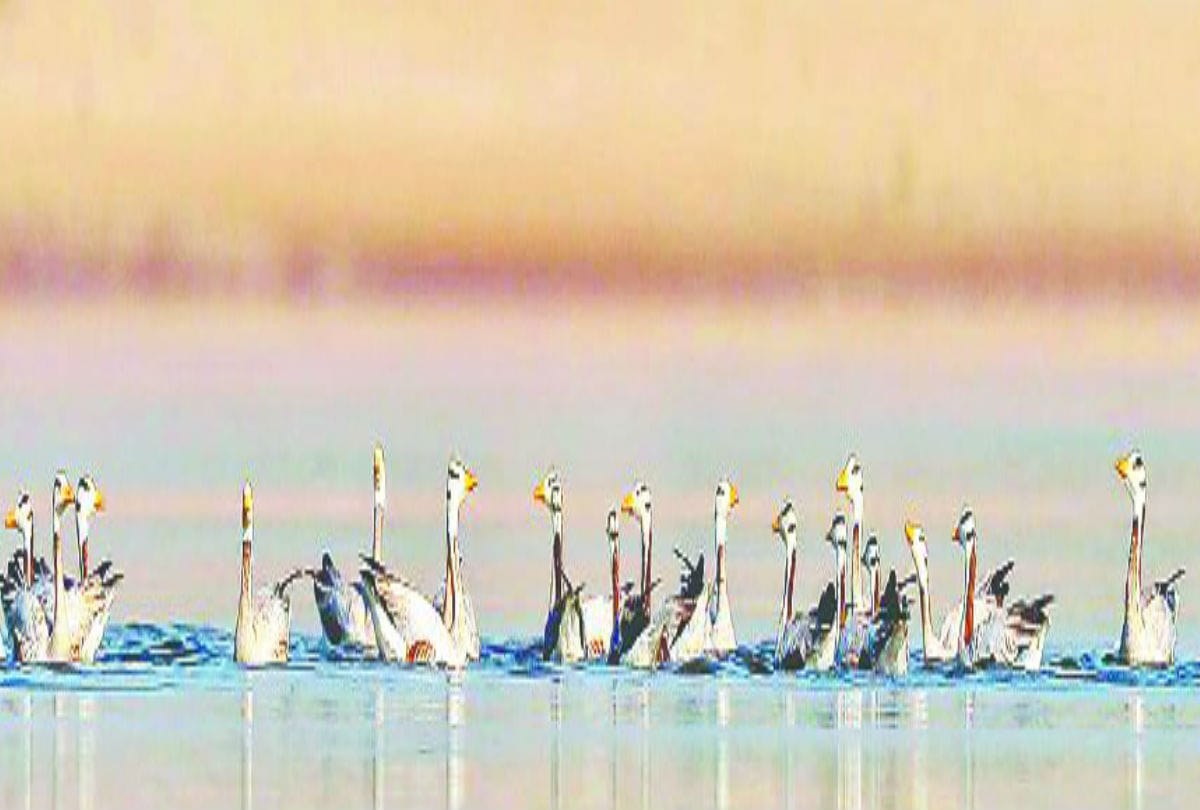 Bar Headed Goose Bird wasted Wheat crops in Agra and Mathura