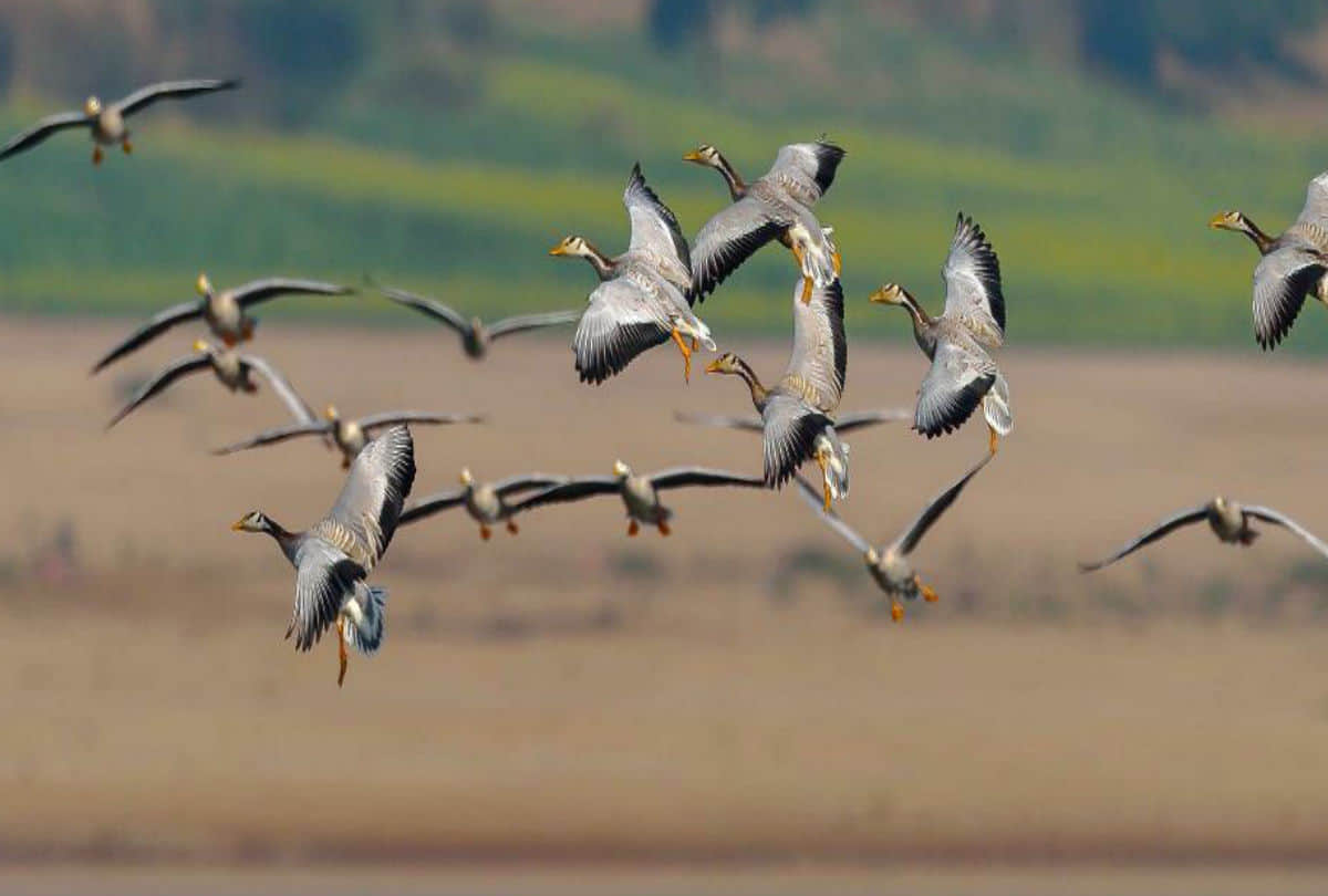 know why does bird flu often come in india