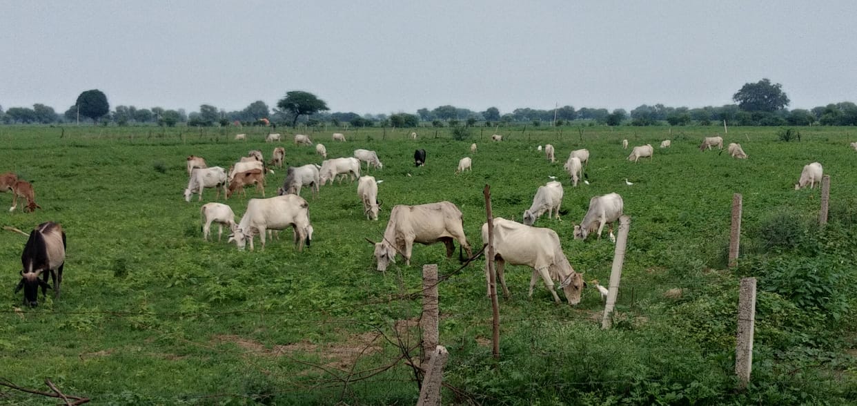 Anna cattle harvested 99 bigha crop