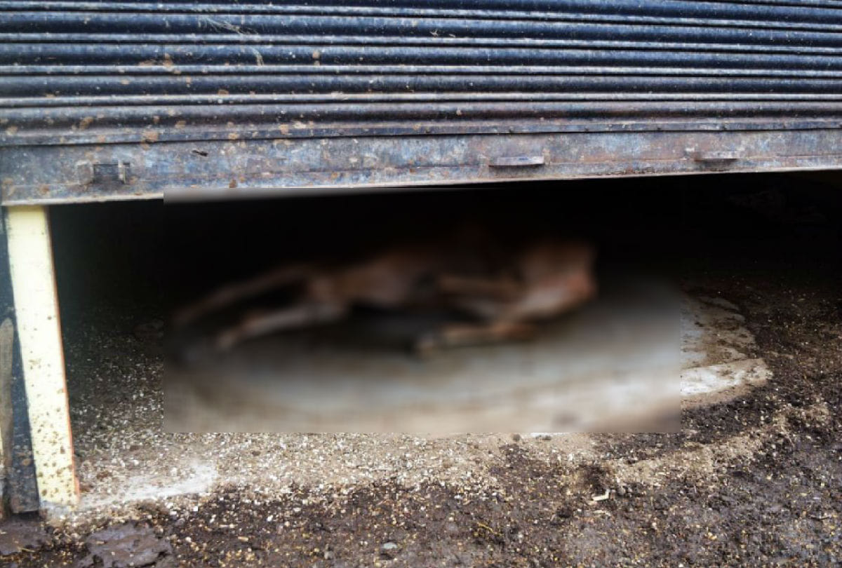 dogs eaten dead cow in goshala in firozabad