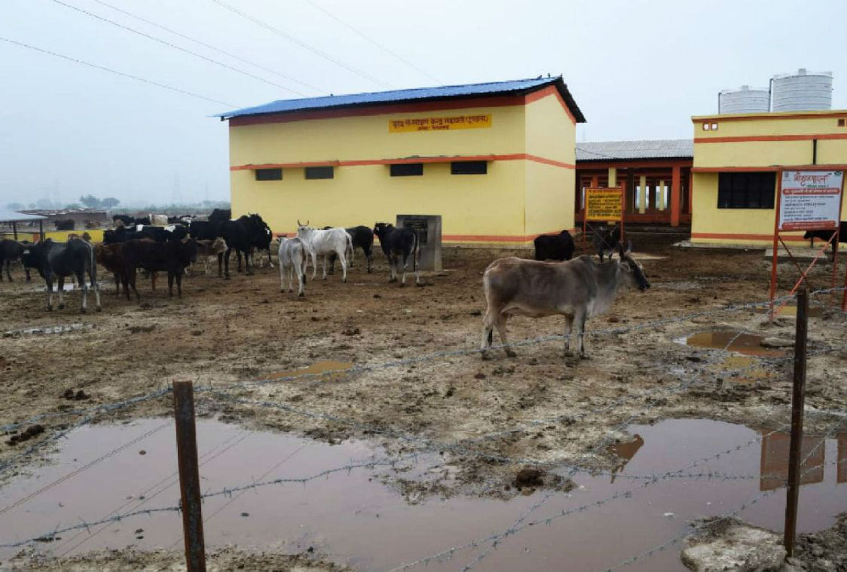 dogs eaten dead cow in goshala in firozabad