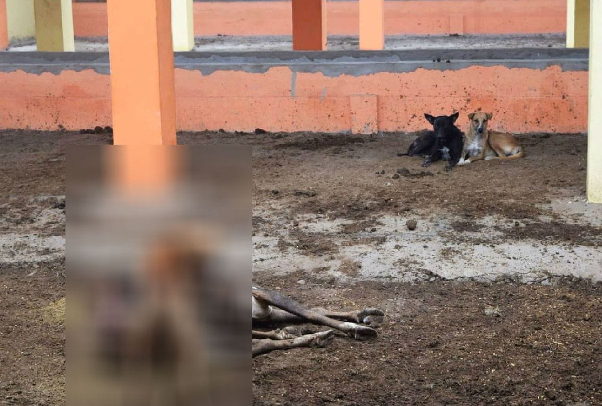 dogs eaten dead cow in goshala in firozabad