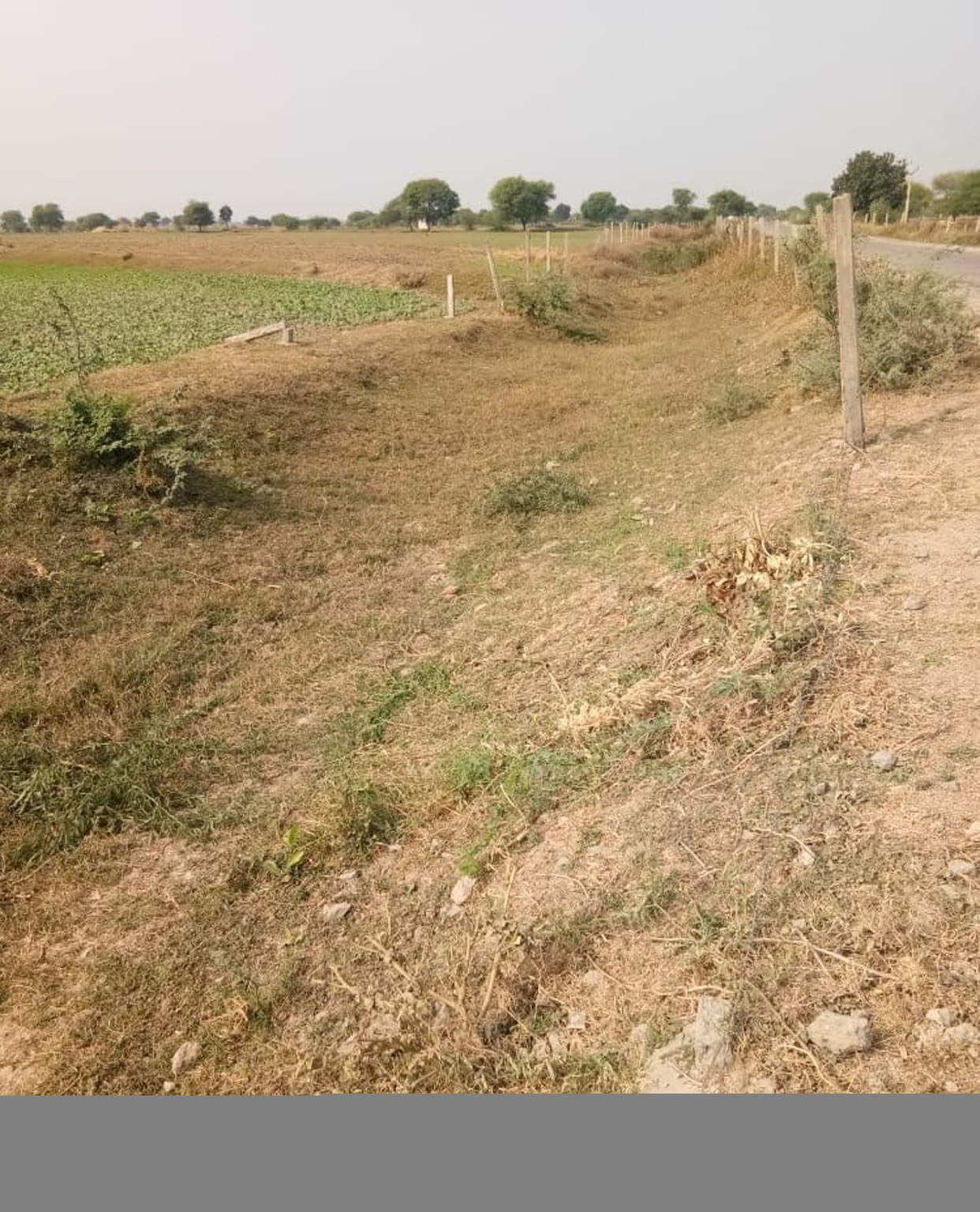 Investigation of plantation scam started in Bundelkhand