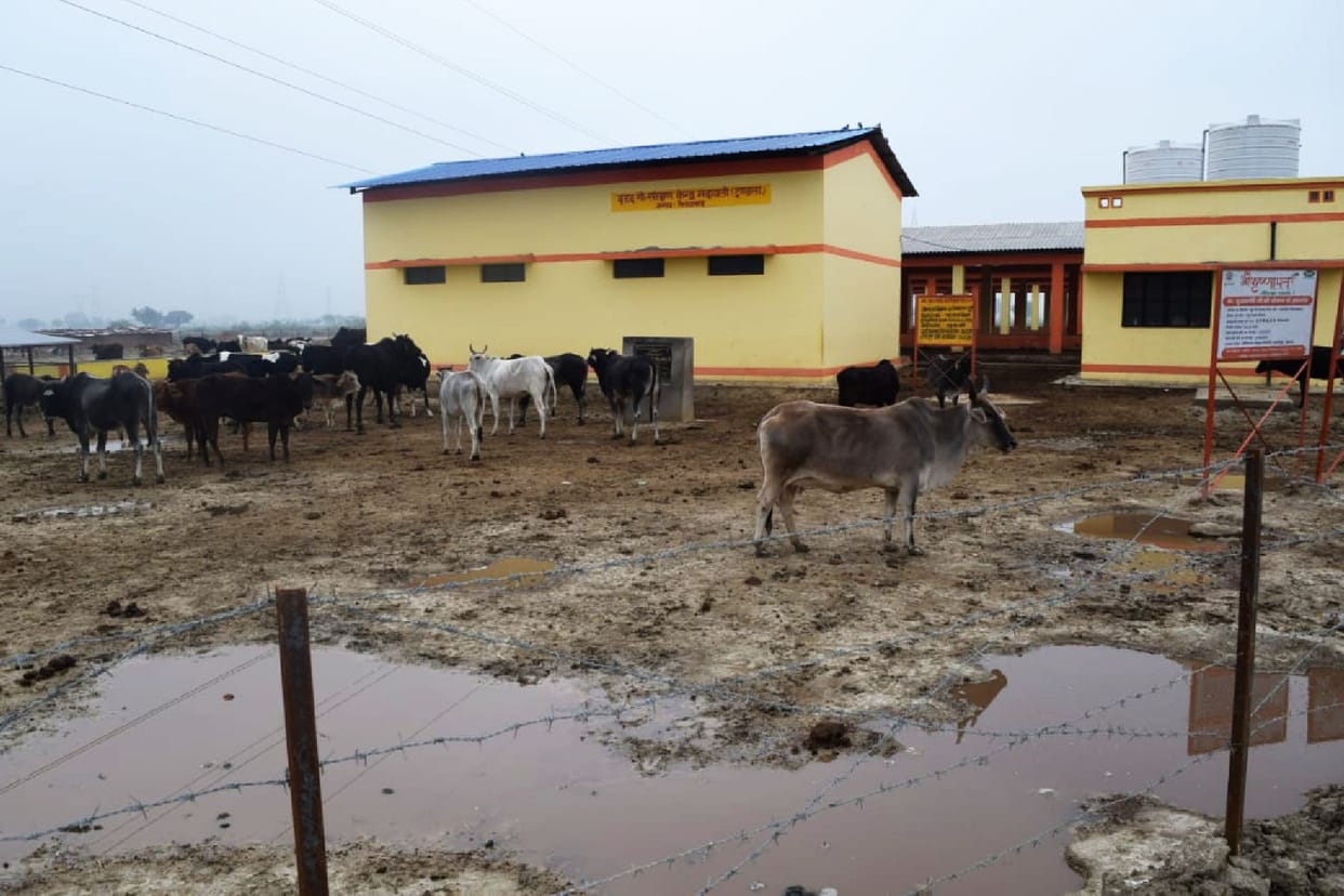 cow dead in goshala