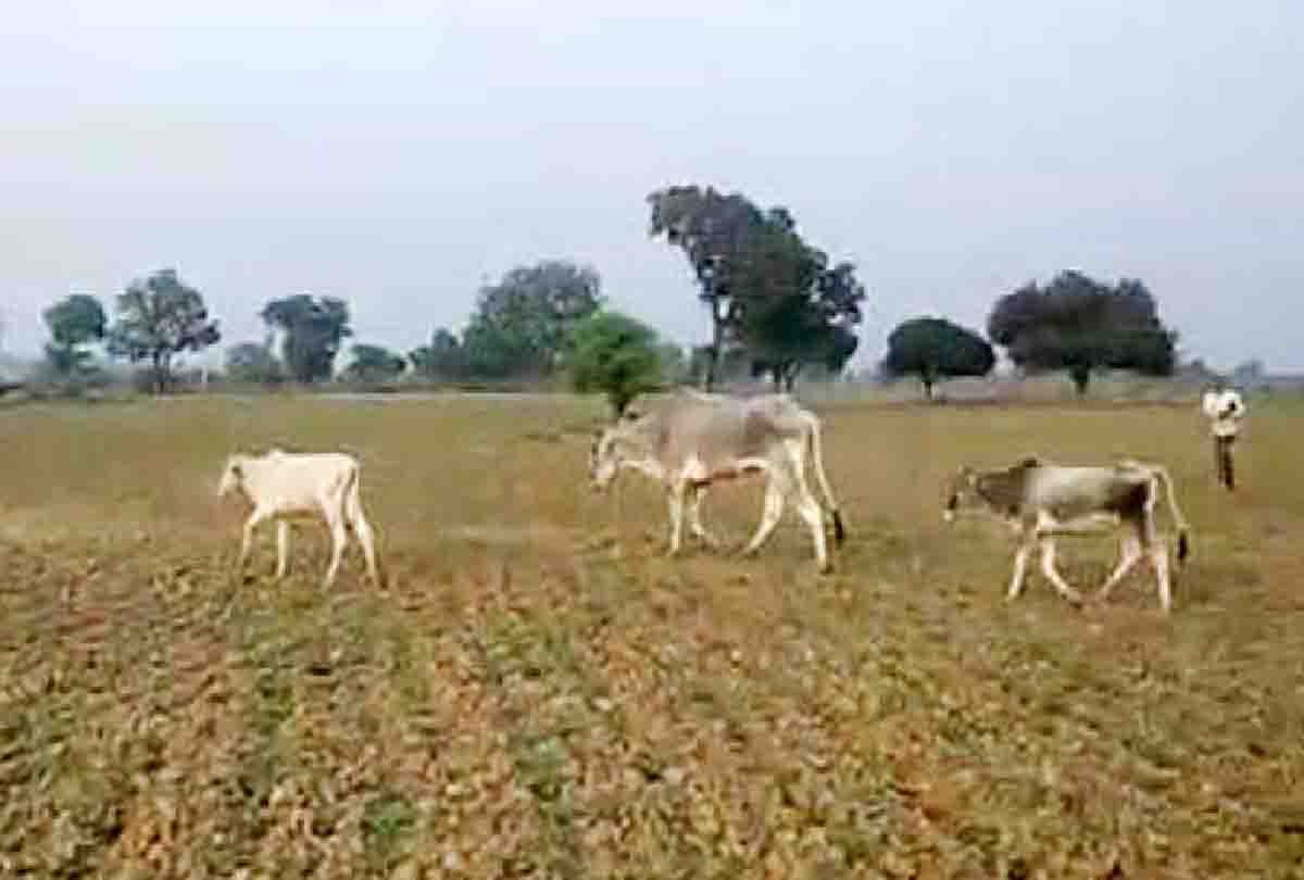 vagabond cattle destroyed farms