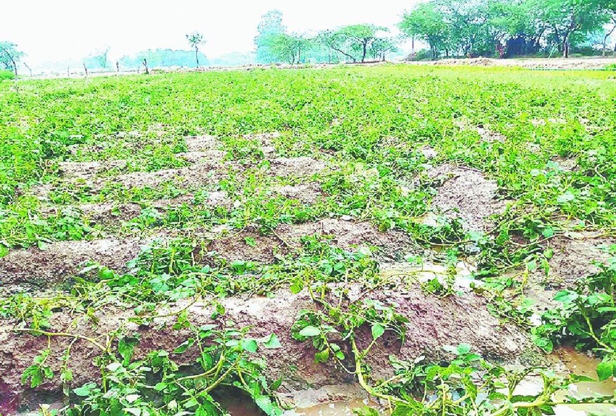 potato crop damage due to rain and hail in agra