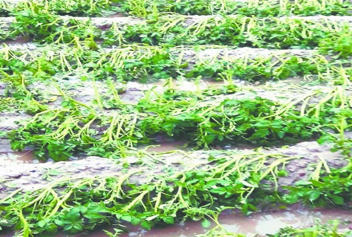 Haryana farmers crops damaged due to unseasonal rains