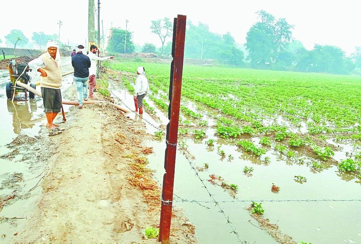 potato crop damage due to rain and hail in agra