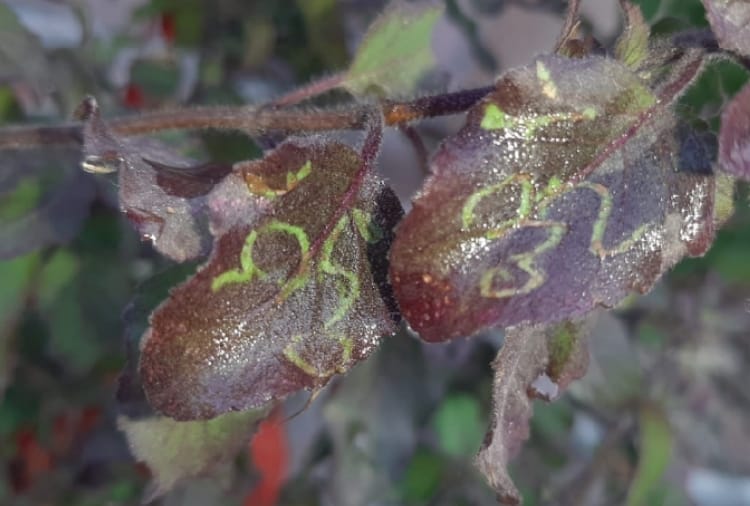 Symbol of 'Om' made on Tulsi's leaves in Ludhiana of Punjab