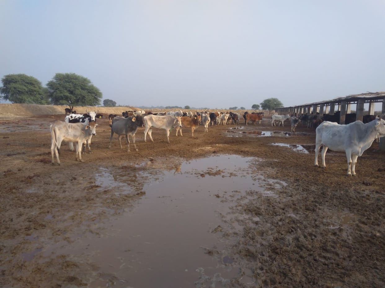 Maudha Permanent Gosdan Badhaal, Govansha Behala
