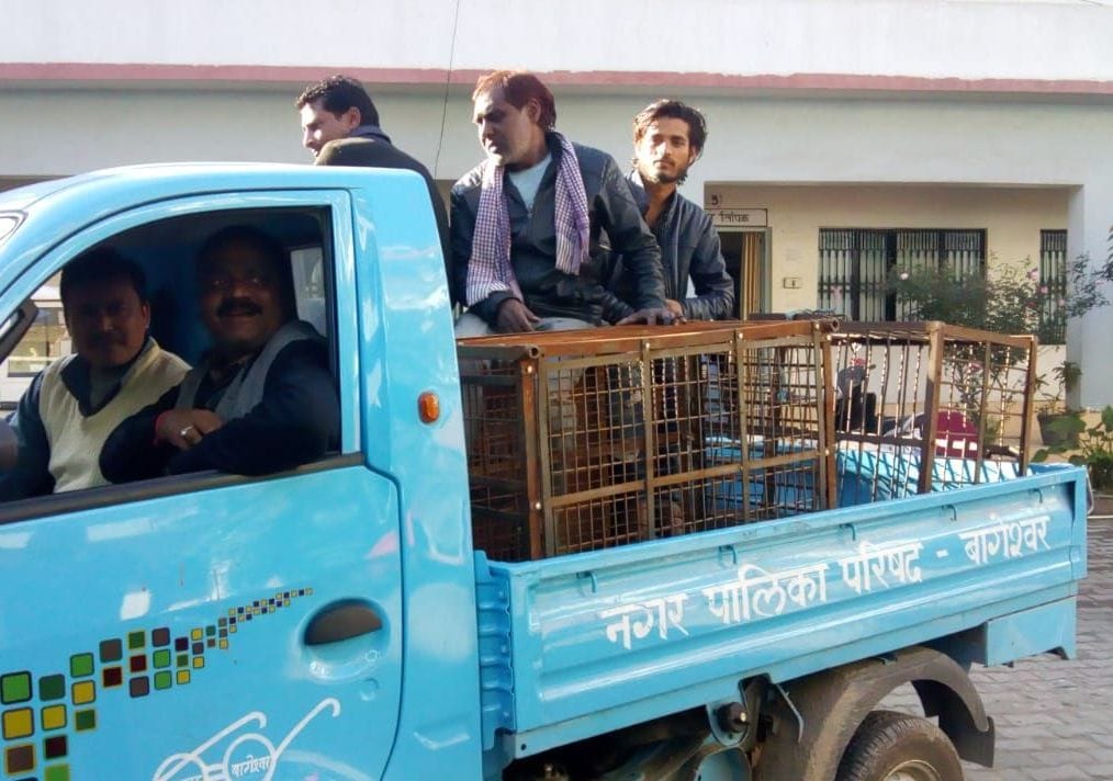 Mathura's team put a cage to catch the monkey