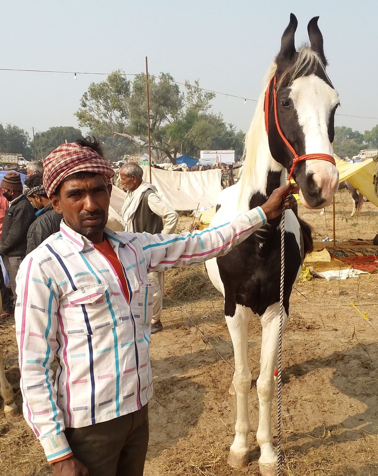 hourse, animal fair, kasganj
