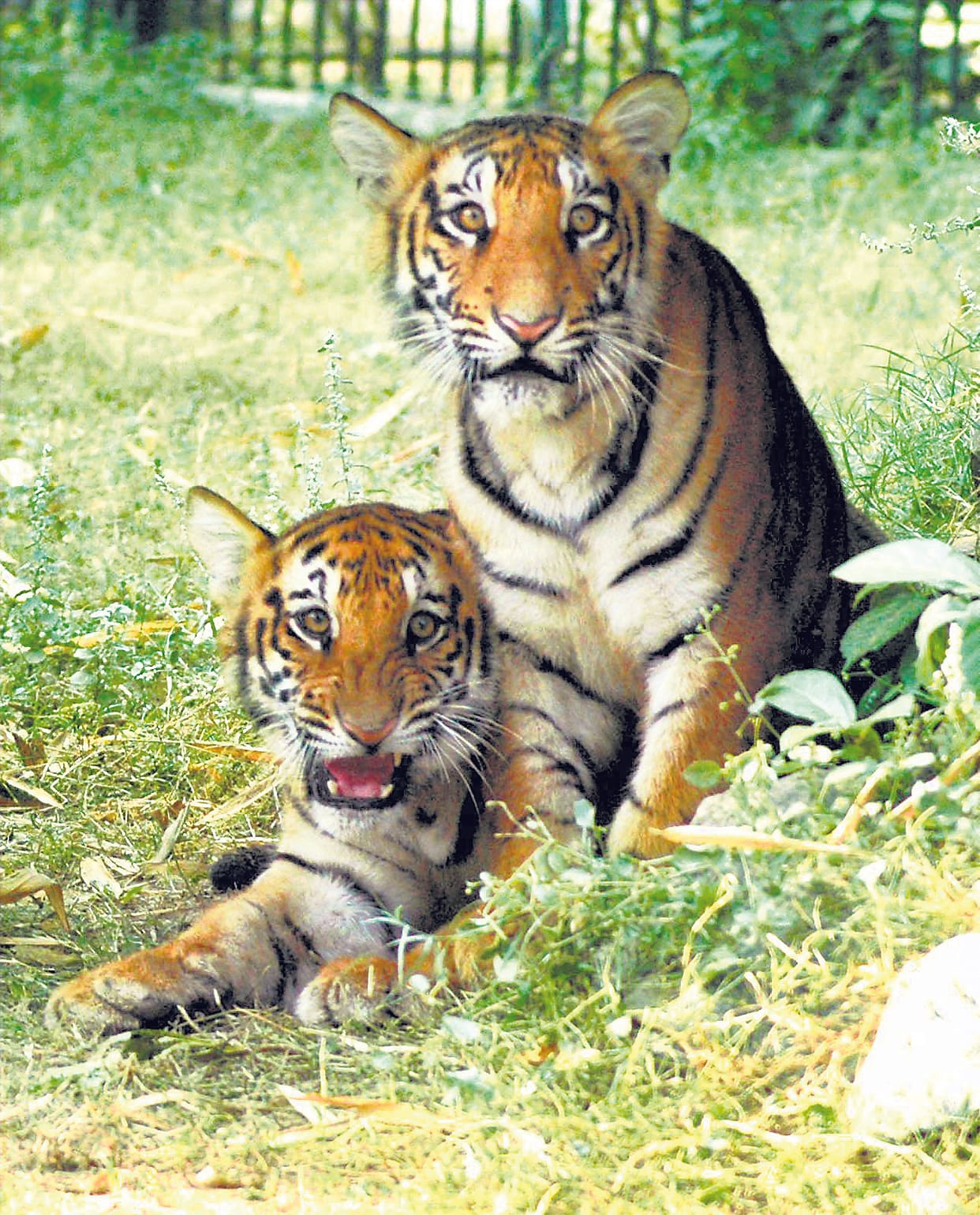 Lifestyle Has Been Changed in Fear of Tiger