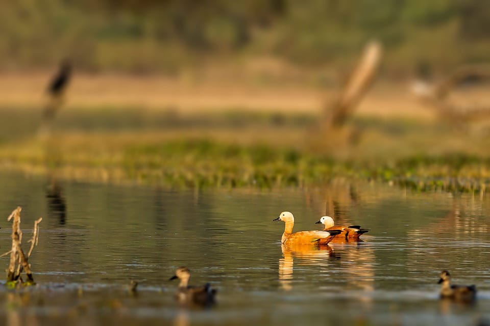 Tourist guide these four tourist places near delhi