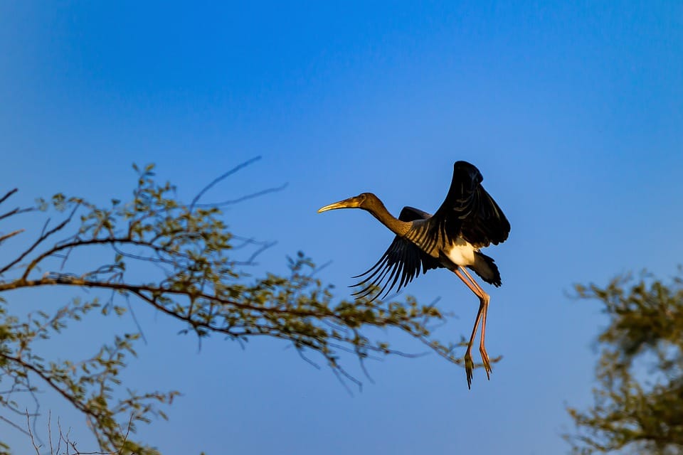 Best Tourist Place near Delhi, Agra and Jaipur, Ghana Bird Sanctuary Bharatpur, ghana national park