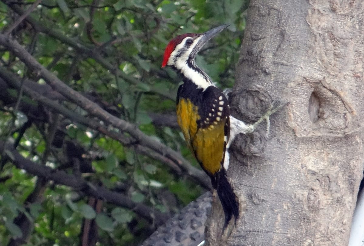 Best Tourist Place near Delhi Agra Jaipur Ghana national park Bharatpur Ghana Bird Sanctuary