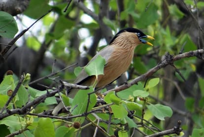 Bird Sanctuary in Karchana search for land