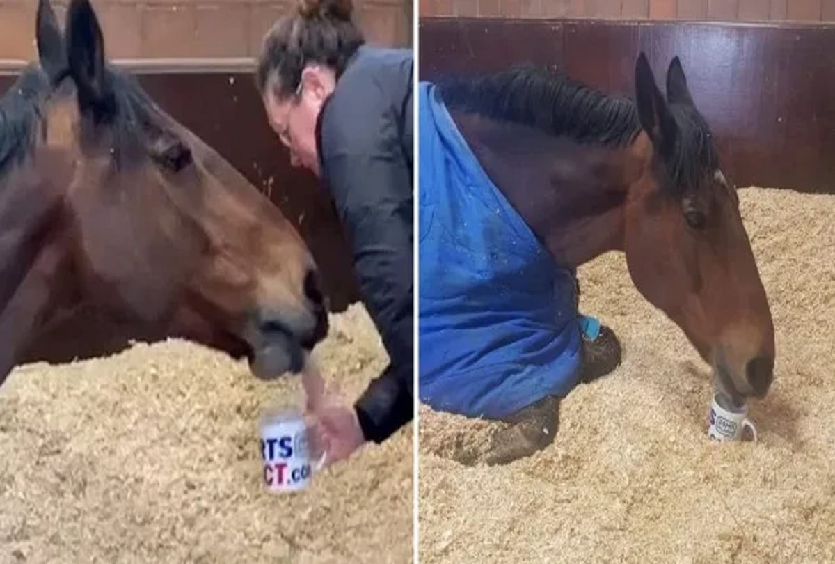 UK Police Horse starts his day with a cup of tea in bed