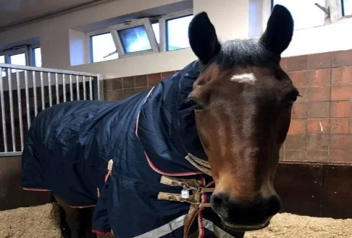 UK Police Horse starts his day with a cup of tea in bed