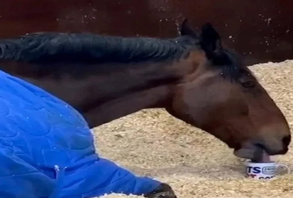 UK Police Horse starts his day with a cup of tea in bed