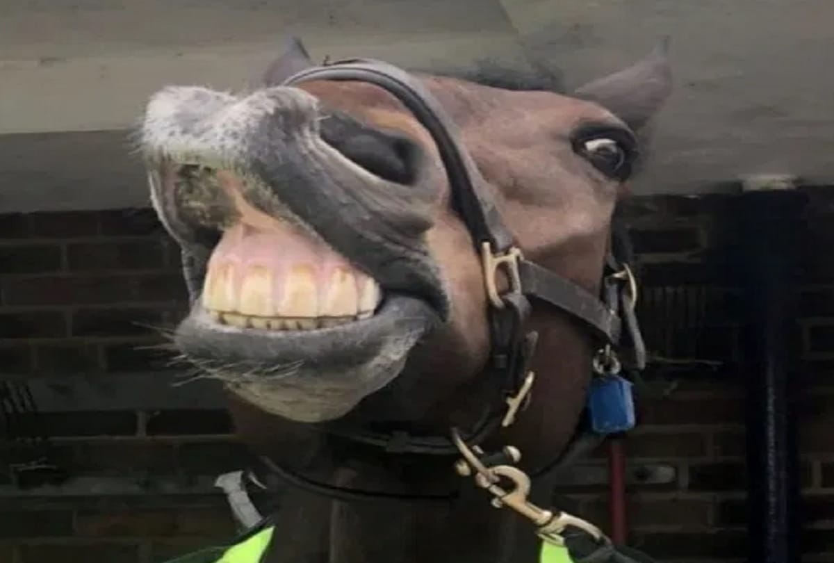 UK Police Horse starts his day with a cup of tea in bed