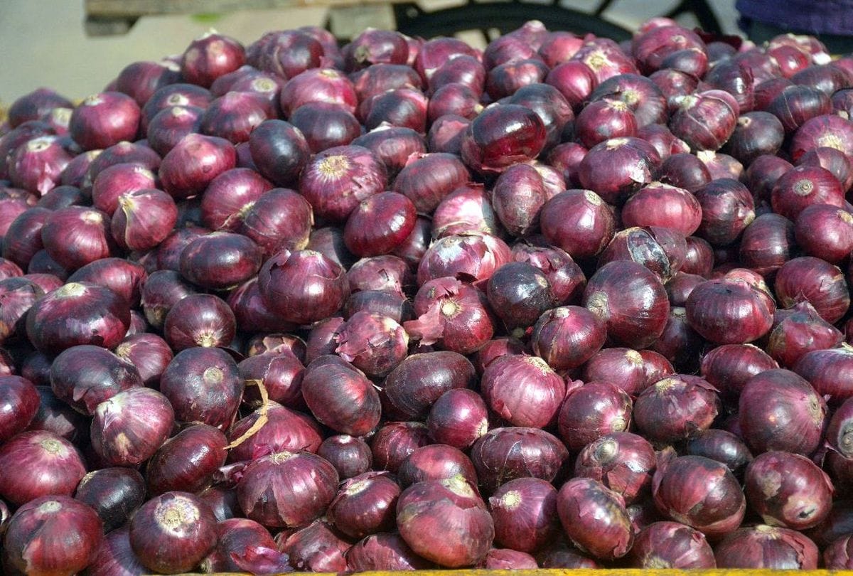 Onion prices down in gorakhpur mahewa mandi