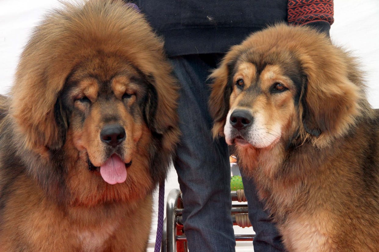 Various breeds dogs come in dehradun dog show 2019