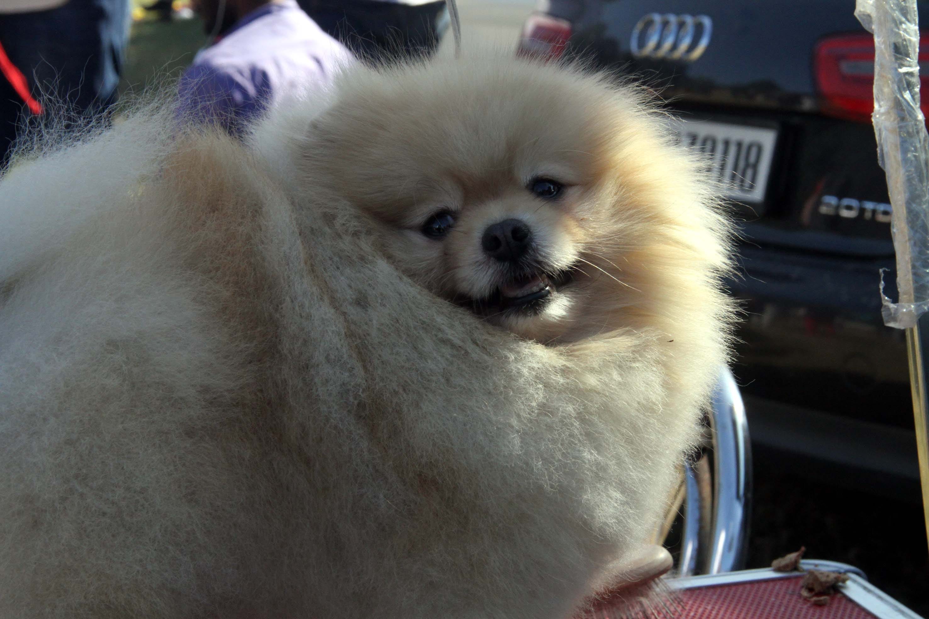 Various breeds dogs come in dehradun dog show 2019