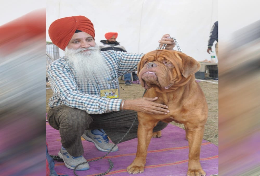Various breeds dogs come in dehradun dog show 2019