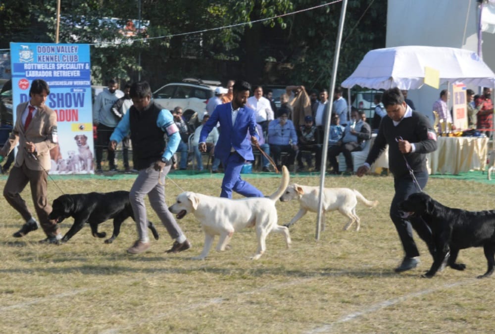 Various breeds dogs come in dehradun dog show 2019