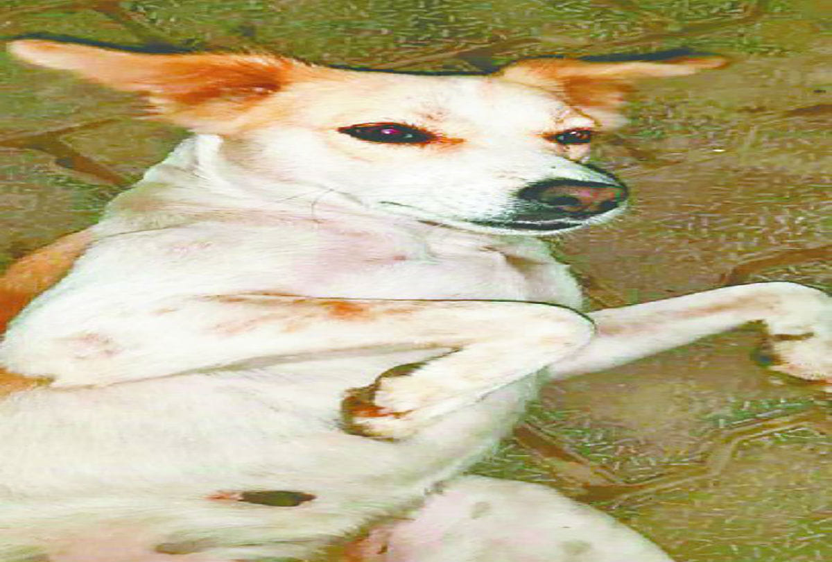 case filed against 13 accused, who killed pet bitch kills in agra