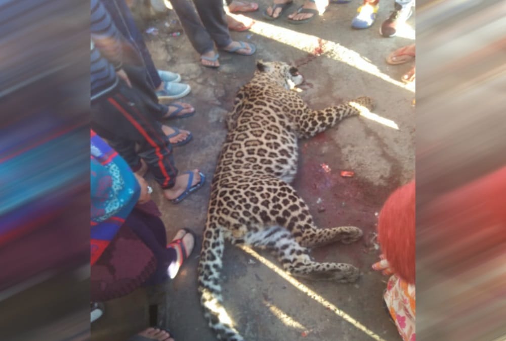 Leopard dead body Found on almora Highway