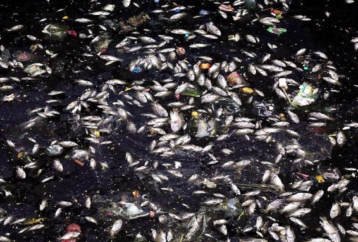 Arunachal Pradesh: Water turns black  thousands of fish died, is China doing any conspiracy?