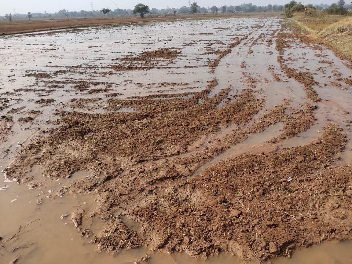 All crop is damage from river water