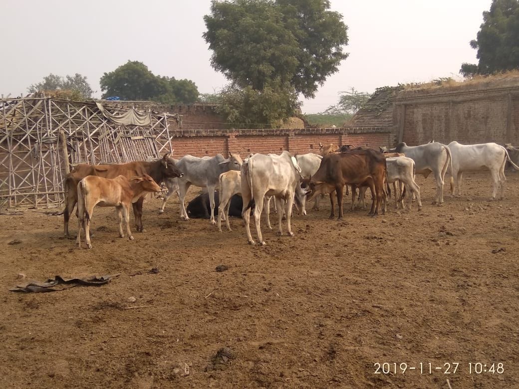 a cow dies in a cow shed due to chaos