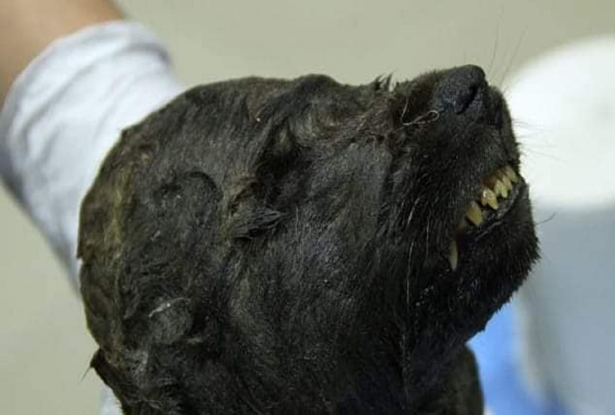 18000 year old wolf dog body found in Siberia Mystery made for scientists