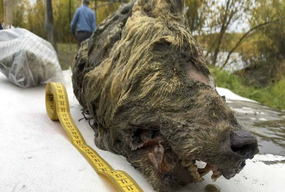18000 year old wolf dog body found in Siberia Mystery made for scientists