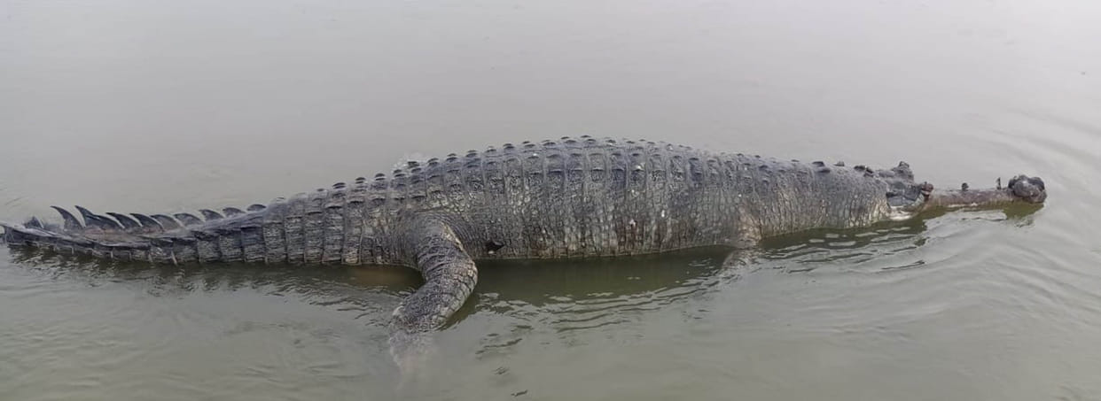 Crocodile found dead in Yamuna
