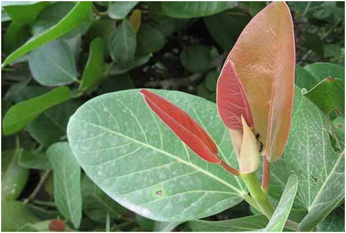 Banyan plants will be planted in security circle of police in Gorakhpur zone