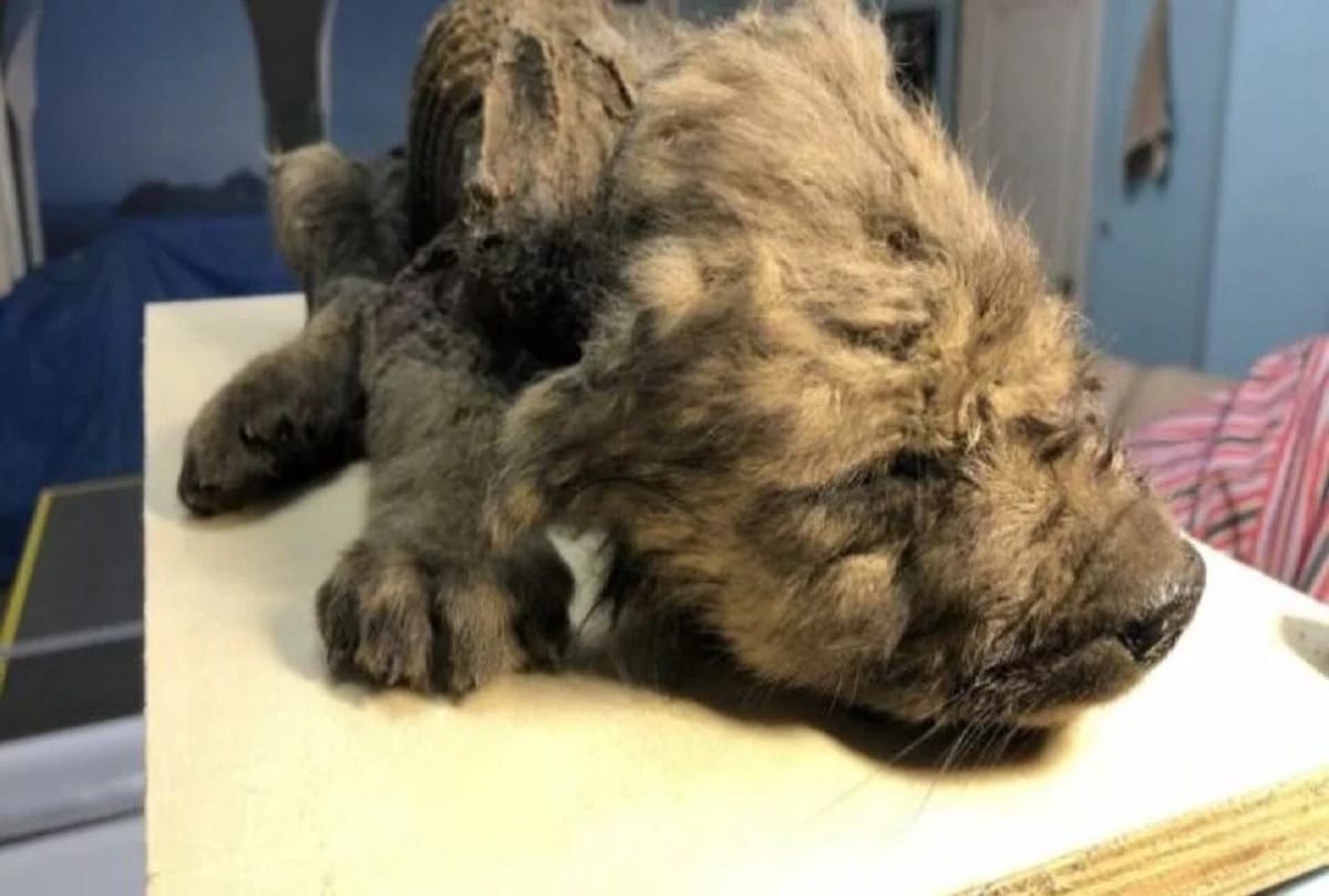 18000 year old wolf dog body found in Siberia Mystery made for scientists