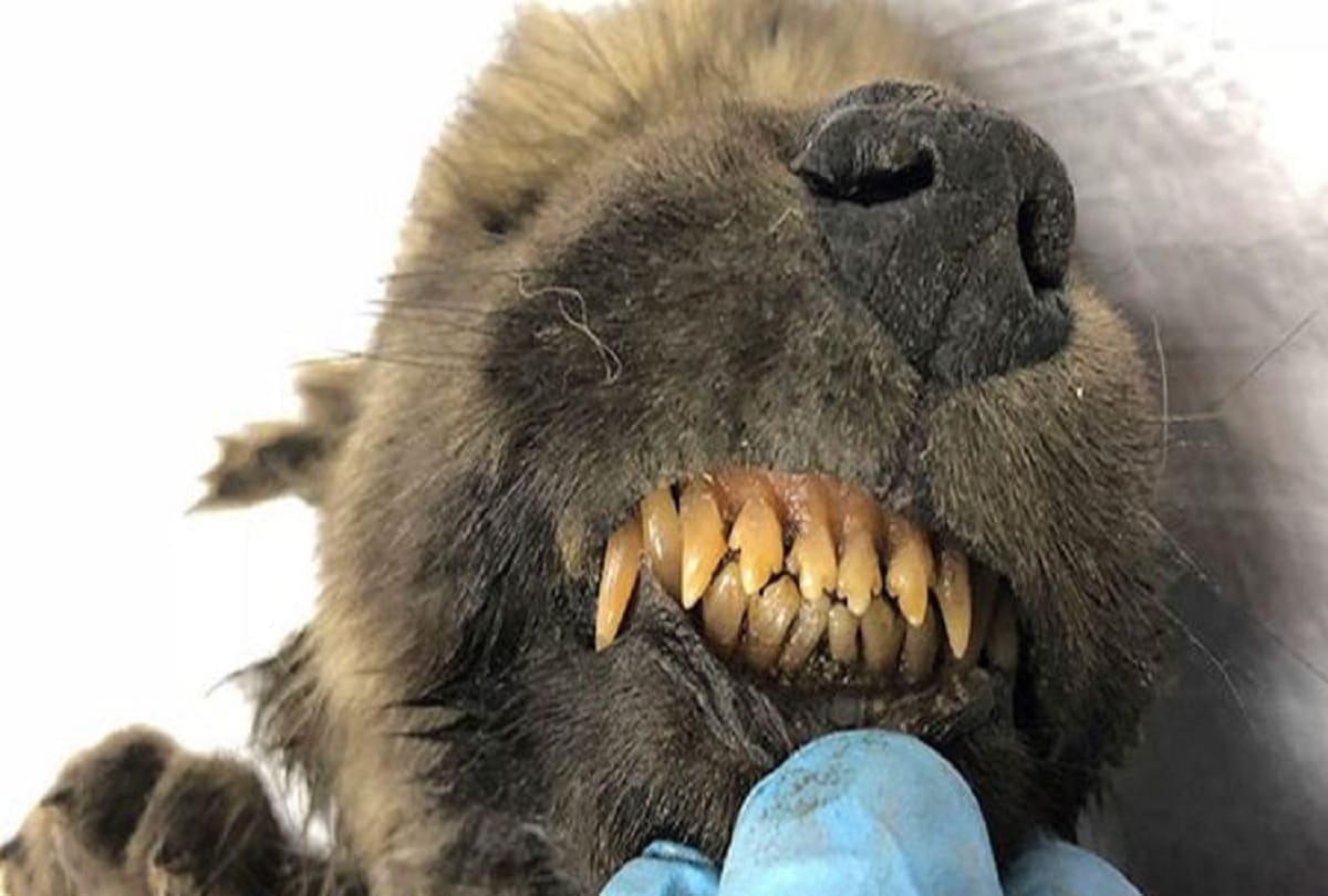 18000 year old wolf dog body found in Siberia Mystery made for scientists