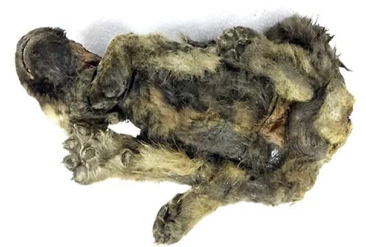 18000 year old wolf dog body found in Siberia Mystery made for scientists