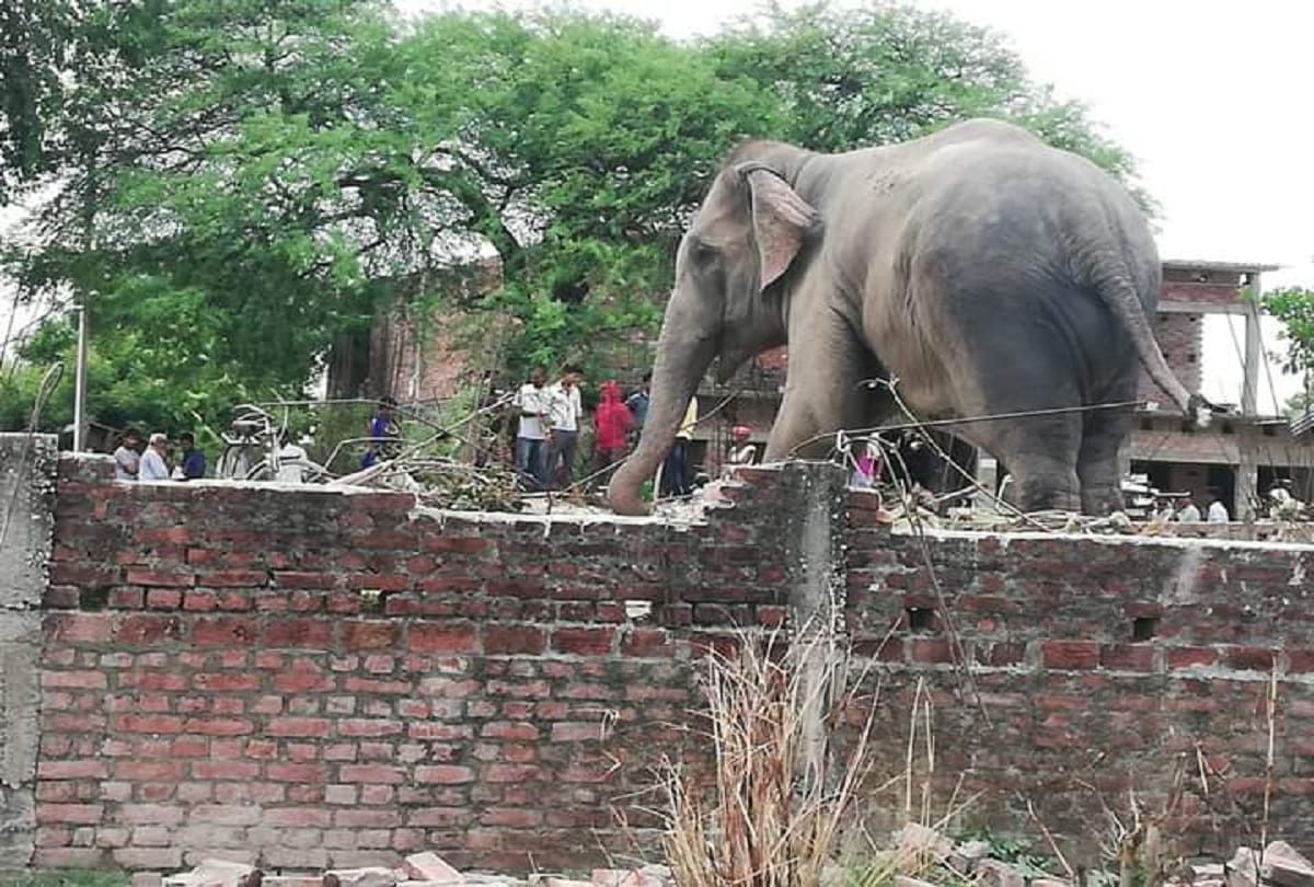 uttarakhand lockdown: Raja ji tiger Reserve make Team for Stop Elephant travelling to Market Area