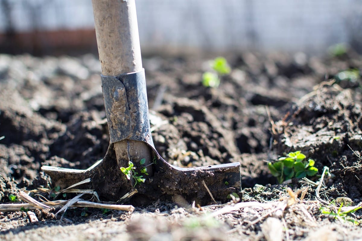 Nagaland will move forward in organic farming