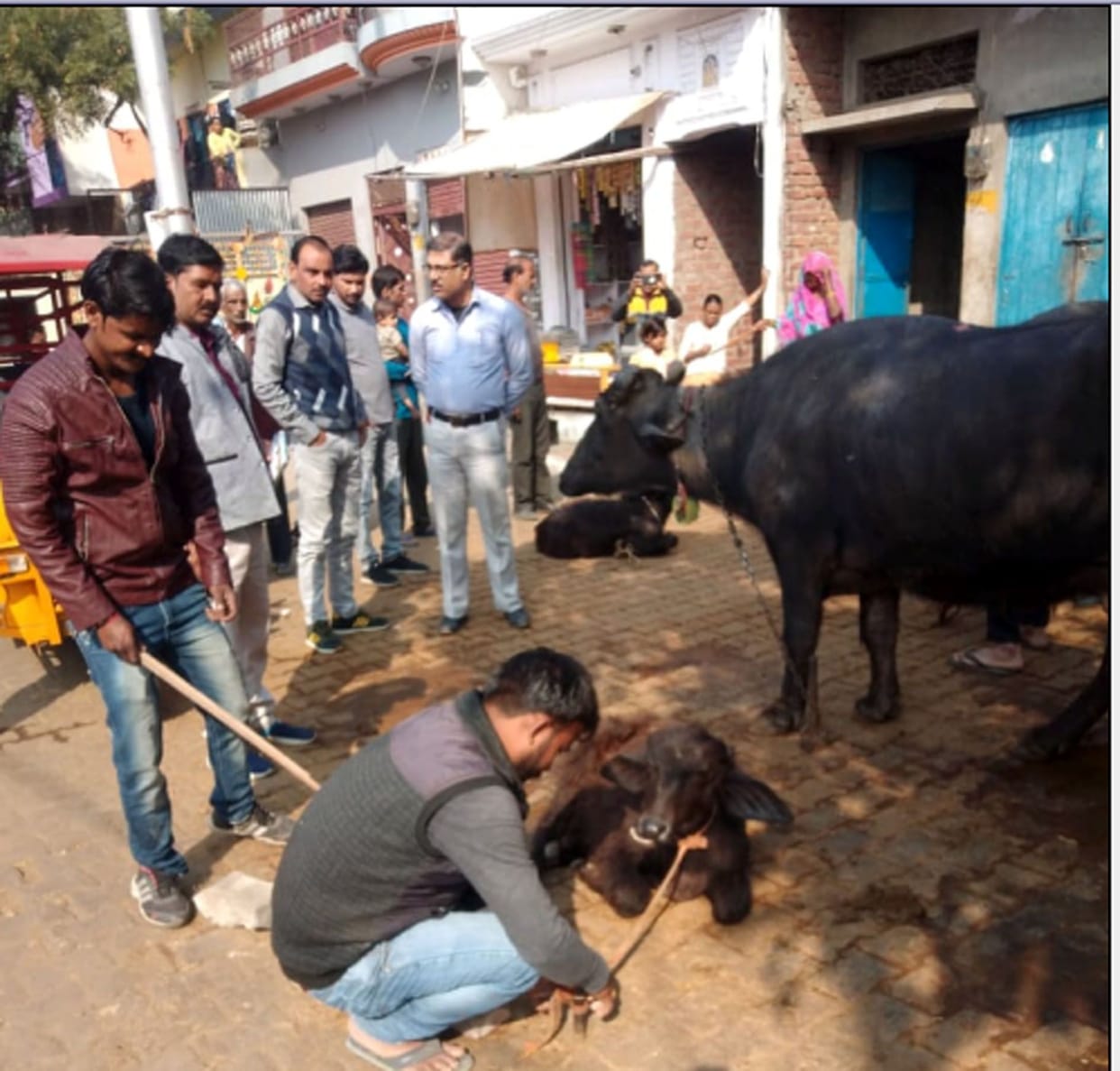 municipality, animal on road, jasganj