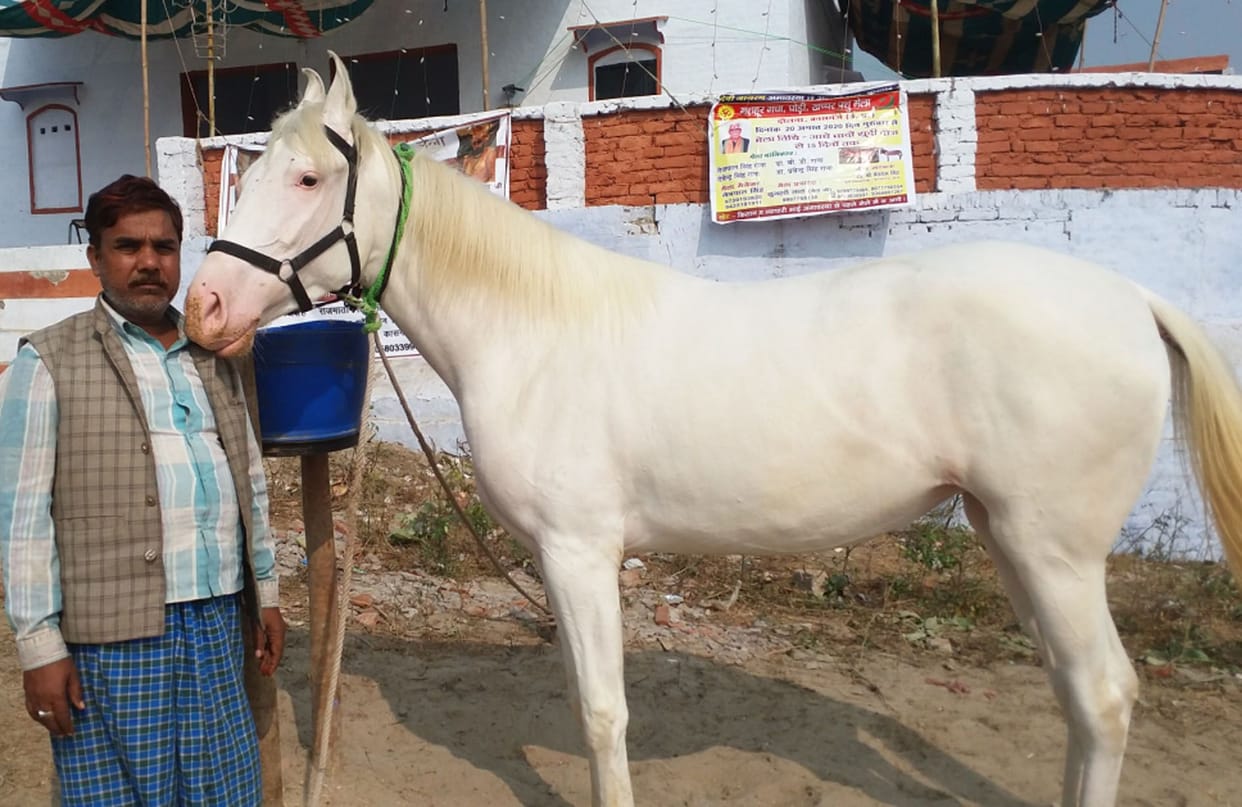 animal fair in soron, kasganj